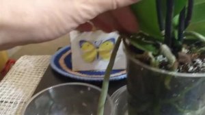 ВОЗДУШНЫЕ корни орхидеи в помощь для адаптации. По мотивам "Классики орхидейного жанра"