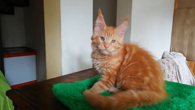 Красный кот мейн-кун 3 месяца смотреть онлайн