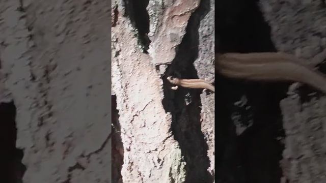 Маленькие саламандры в Сибири. смотреть онлайн