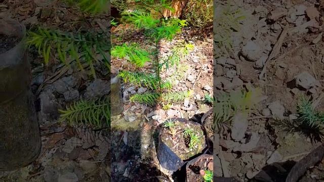 метасеквойя, секвойя вечнозеленая и Секвойядендрон
