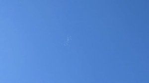 Пермские ижевские Чистопольские голуби