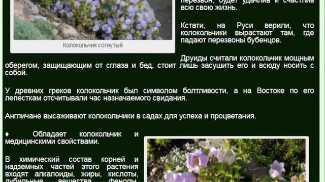 Колокольчик согнутый (Campanula incurva) смотреть онлайн