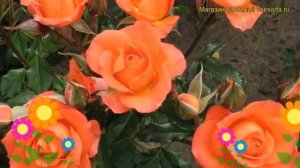 Роза спрей Келли (Роза спрей Kelly). Краткий обзор, описание характеристик, где купить саженцы Kell