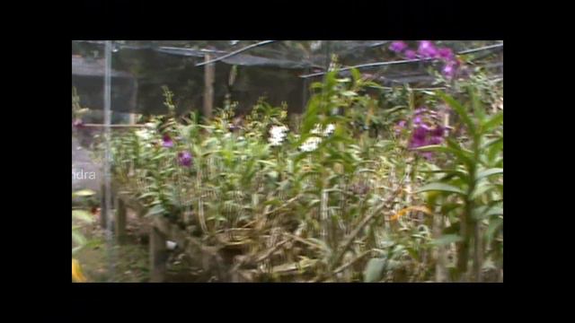 Our Orchid Garden- Mihin Alponsu.wmv смотреть онлайн