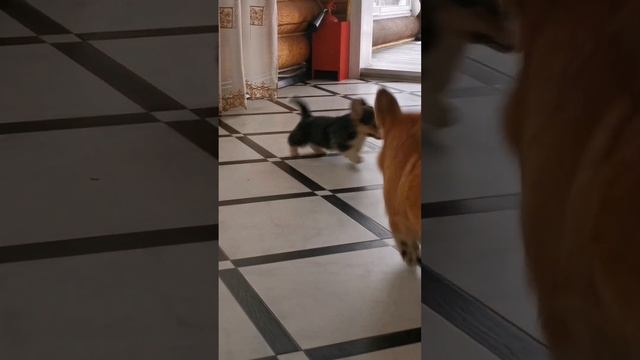 щенок вельш корги племброк. продам. телефон 79031252001 смотреть онлайн