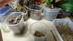 Пересадка азиатской орхидеи-подростка Сапфир в кору?Результат через 3 недели.