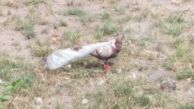 Полиэтилен, который мечтал летать смотреть онлайн