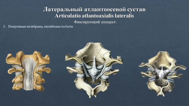 Анатомия латерального атлантоосевого сустава: строение, классификация, фиксирующий аппарат, движени