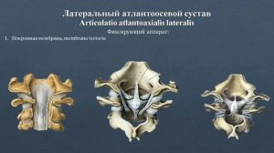 Анатомия латерального атлантоосевого сустава: строение, классификация, фиксирующий аппарат, движени
