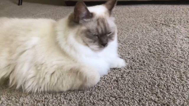 Ragdoll cat - Кошка рэгдолл и слезящийся глаз  - проводим лечение