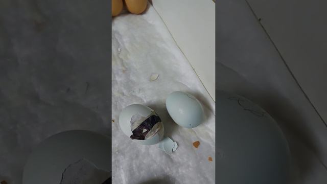 цыплята из голубого яйца