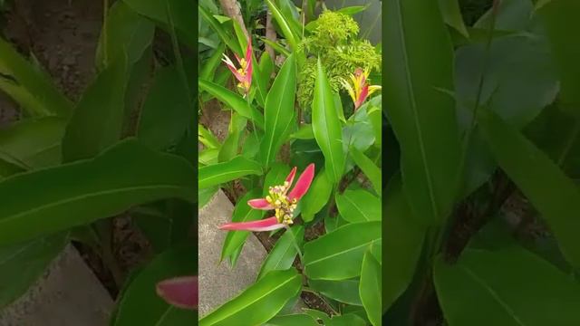 Heliconia psittacorum - Birds of paradise