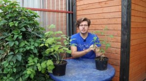 Особенности ремонтантной малины и правила высадки саженцев