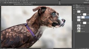 Advance Photoshop Manipulation Tutorial Eagle Dog