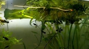 Как разделить большой аквариум? тернеция, барбусы, анциструсы, подростки, мальки