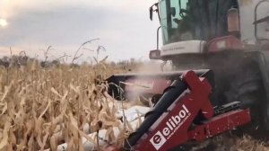 Уборка Кукурузы на зерно.