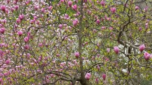 Magnolia Flowers in Botanical Garden of  National Shevchenko University, Kyiv, Ukraine 30.04.2023