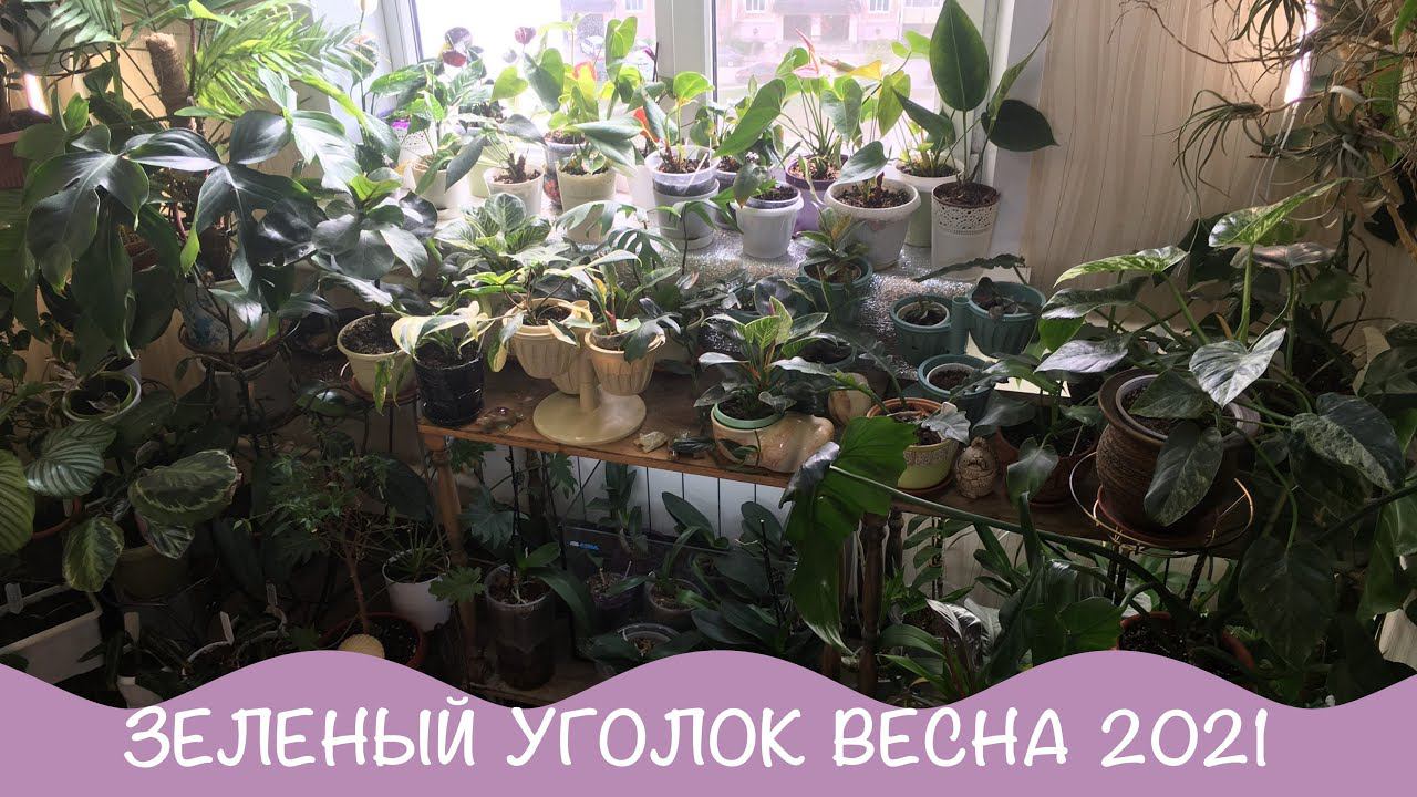 Комнатные цветы. Весна 2021. Мой зеленый уголок. 4 часть