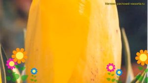 Тюльпан пестролистный Хаппи Десигн. Краткий обзор, описание характеристик Happy Design