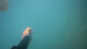 Подводная охота. Черное море часть II. Гарпун рвет рыбу в клочья! (1)