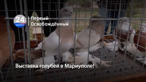 Выставка голубей в Мариуполе! 07.11.2023
