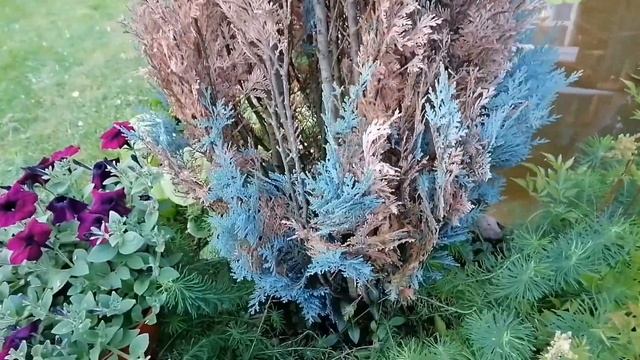 Кипарисовик через два месяца после лечения. смотреть онлайн