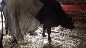 Тяжелый парез у коровы.Слабонервным не смотреть!