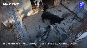 В Оренбурге предлагают усыплять бездомных собак