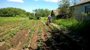 Мотоблок МТЗ Беларус-09н   Окучивание  картофеля .