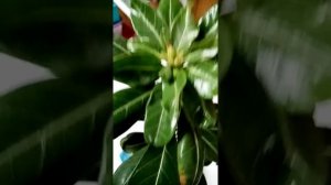 Адениум Анаконда