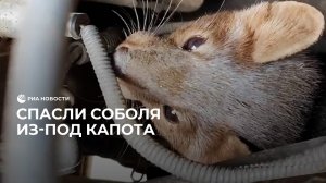 Спасли соболя из-под капота