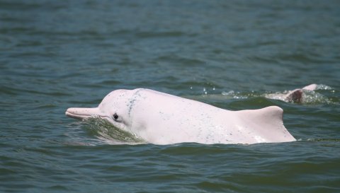 Дельфин-альбинос у берегов Сочи