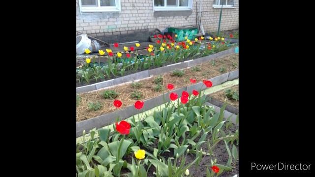 ЦВЕТЫ КОТЫ моих ЗРИТЕЛЕЙ, САДОВЫЕ УЧАСТКИ, НАСЛАЖДАЙТЕСЬ! смотреть онлайн