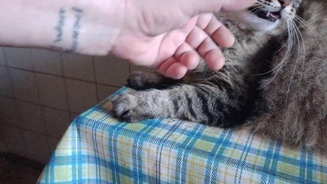 Серый хищник смотреть онлайн