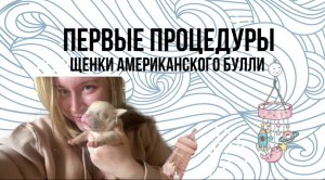 Первые дни жизни щенков американского булли. Обрезка когтей новорожденным щенкам.