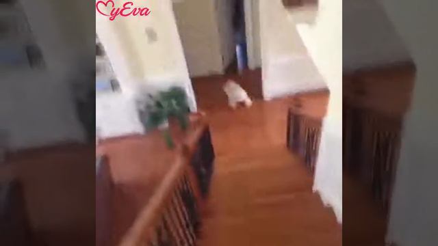 Приколы над животными смотреть онлайн