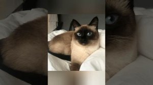 Тайские и черные кошки