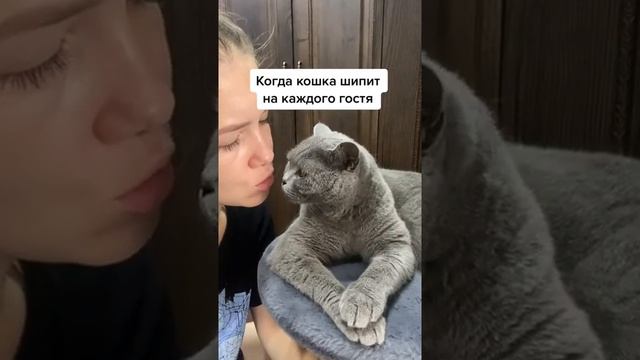 Когда кошка шипит на каждого гостя?