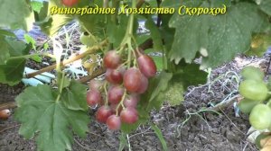 Виноград 2022. Красная роза Калугина