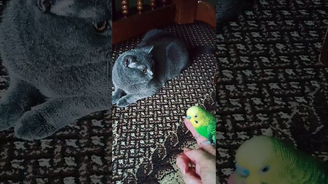 Ох уж эти птички