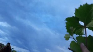 Чеканка/ прищипка лозы винограда. Школа А.П. Рыкалина