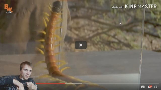 СМОТРИМ УКУС ГИГАНТСКОЙ СКОЛОПЕНДРЫ#2 ЖЕСТЬ САМЫЙ БОЛЬНОЙ УКУС смотреть онлайн