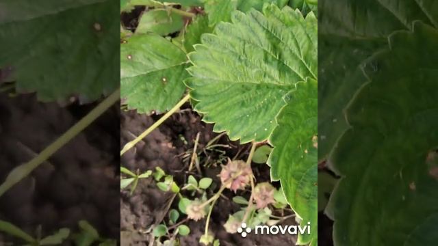 ОСТАРА И ОКТЯБРЬСКОЕ ЧУДО -РЕМОНТАНТНЫЕ СОРТА КЛУБНИКИ. смотреть онлайн