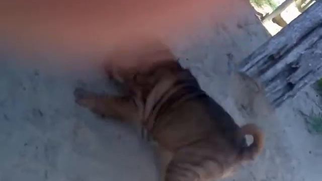 sharpei de arena смотреть онлайн