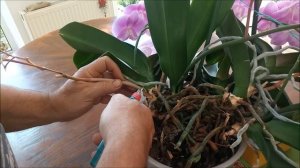 Как вырастить изумительную орхидею