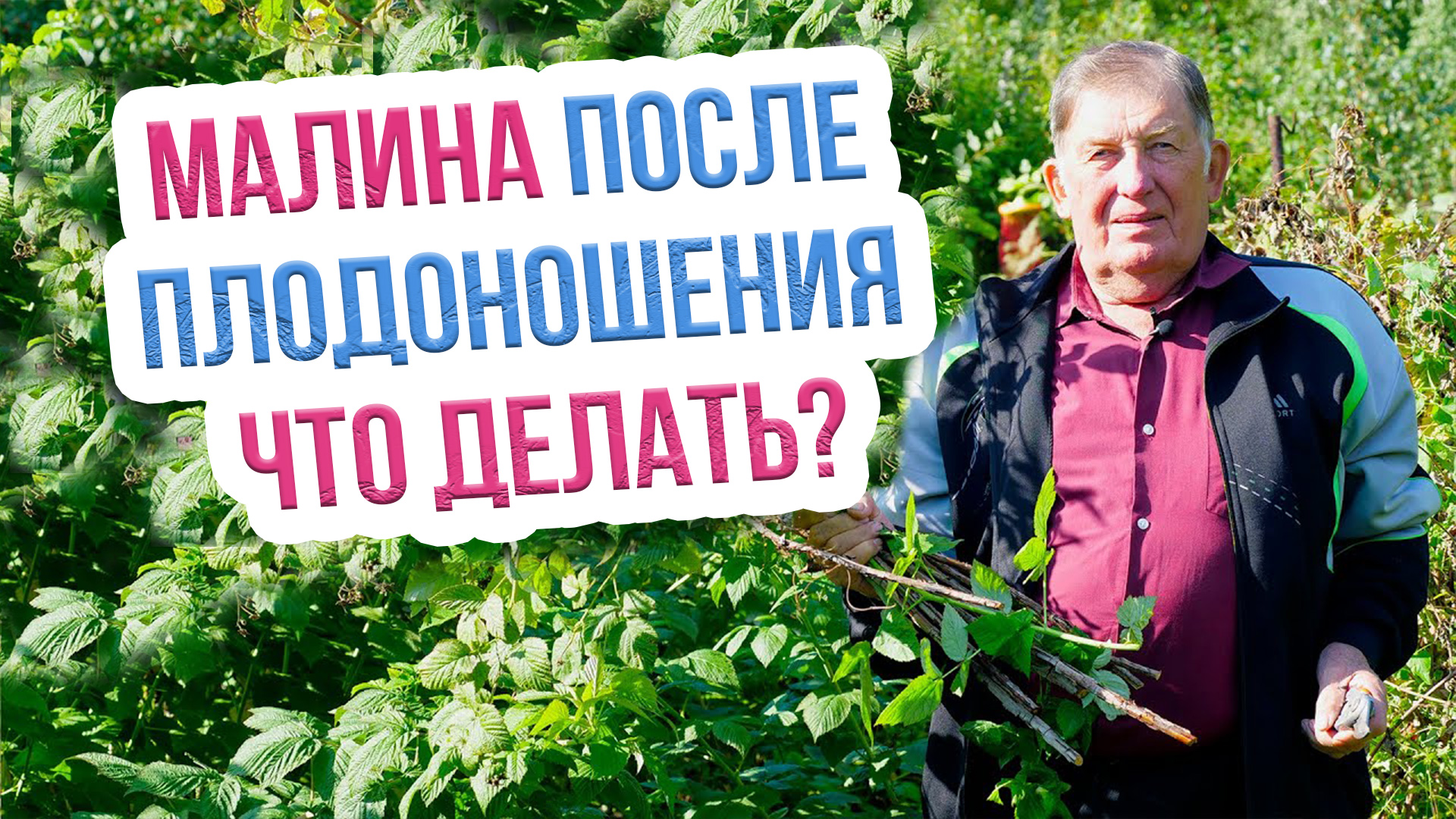 Как удалять побеги малины после плодоношения? Уход за малиной после плодоношения - мастер-класс!