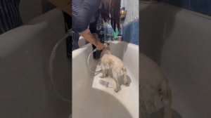 Grooming the Spitz Chloe