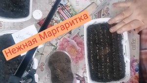 Посев Маргаритки и Лобелии