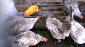 Крапива в рационе кур, советы для начинающих птицеводов и не только.