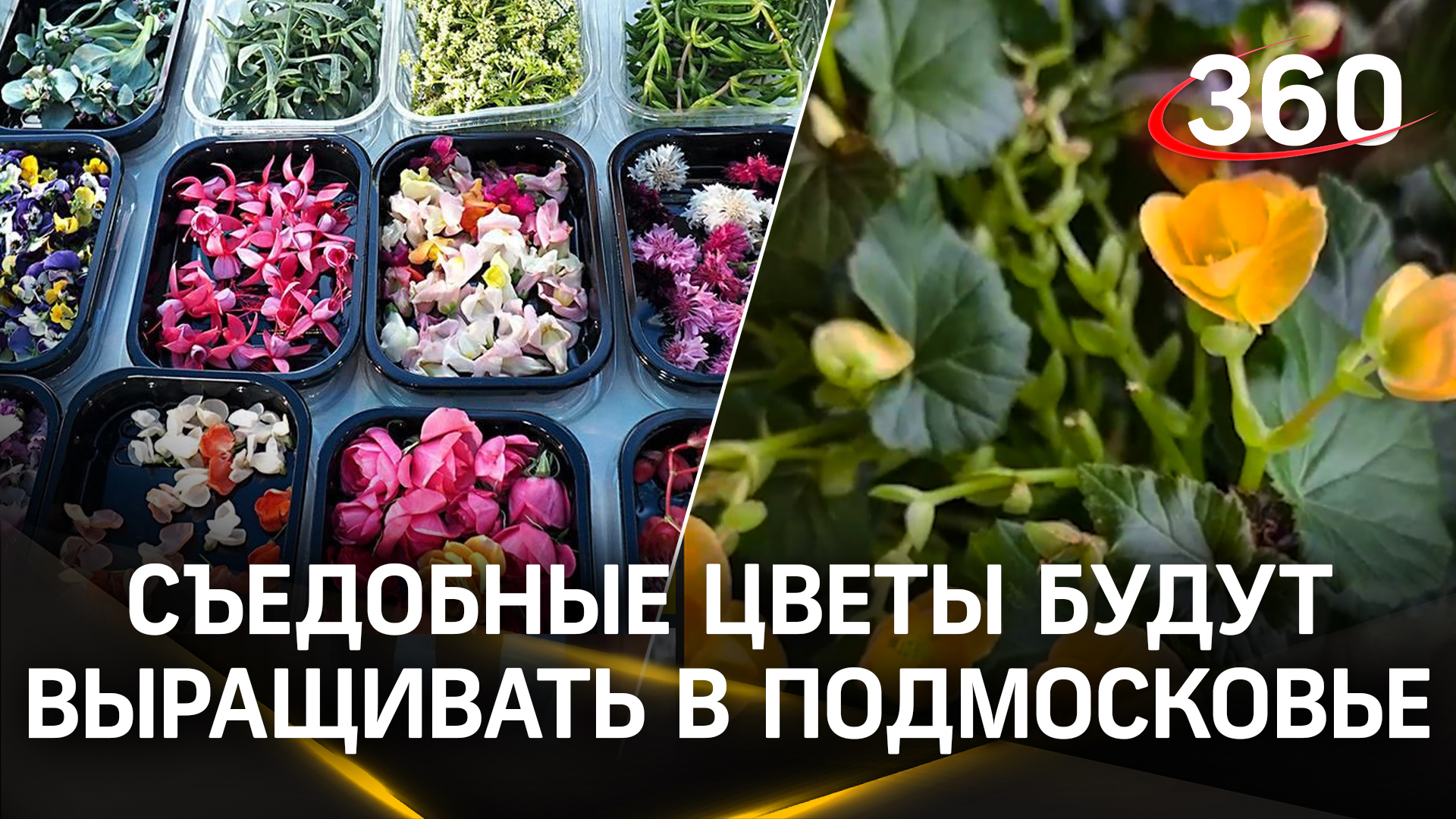 Съедобные цветы вырастят в Подмосковье: вертикальная сити-ферма появится в Истре